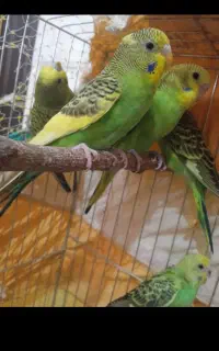 مرغ‌عشق