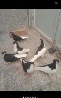 بیله نر زد خوردی