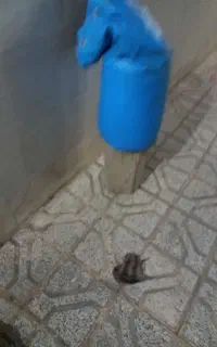 کیسه بکس