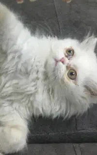 پرشین خالص ماده معاوضه