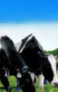 خوراک دام و طیور چراغی