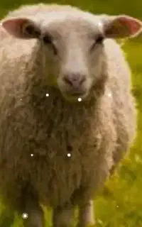 زبح گوسفند