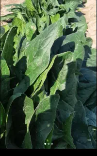 سبزی عمده کیلویی ۷۰