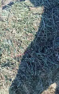 علوفه یونجه خالص