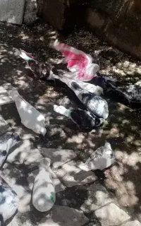کبوتر پرشی