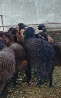 فروش گوسفند هموزیگوت