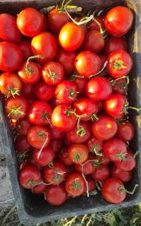 فروش گوجه فقط کیلوی 25
