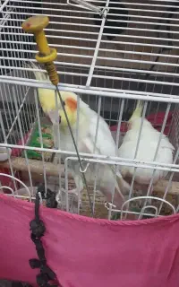 جفت عروس هلندی با قفس