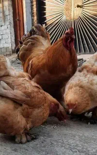 مرغ و خروس امپراطور بوف