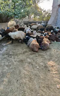 بره نر کشتاری