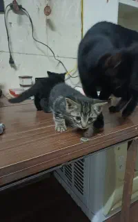 واگذاری دو گربه خانگی دو ماهه