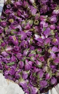 غنچه گل محمدی،هل اکبربنفش