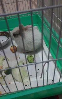 خرگوش