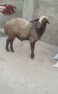 قوچ درجه یک یک