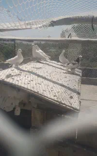 کبوتر.کفتر