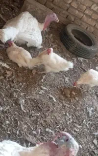 مرغ تخمی