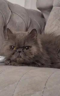 گربه پرشین ماده