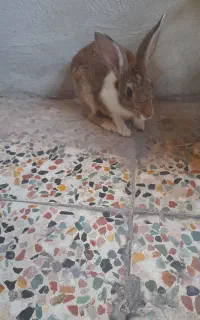 خرگوش تربیت شده
