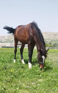 کره اسب یک سال و نیم دره شوری اصیل