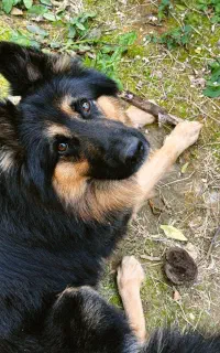 فروش سگ ژرمن نر دو ساله