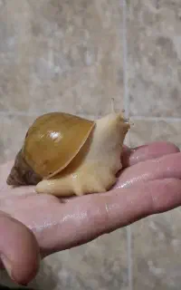 حلزون برای حلزون تراپی و ...