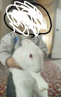 خرگوش دستی