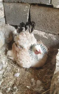 مرغ برهما کرچ ،کپ