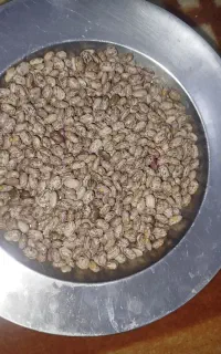 لوبیاارتشی ماا امساله