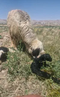 میش بره دار
