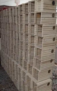 لانه عروس هلندی
