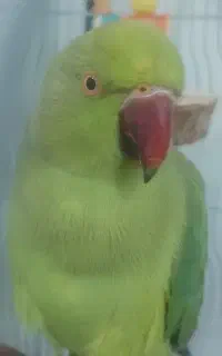 طوطی ملنگو
