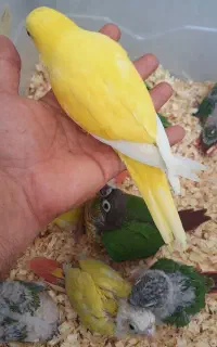 راهب سانچیک گرینچیک