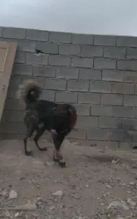 سگ دهن پاک
