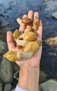 حلزون آلبینا ۱۵عدد