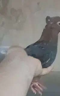 گمشده مژدگانی ۱تومن