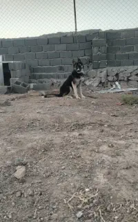 سگ ژرمن، هاسکی