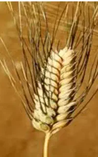 گندم بذری دوروم بوجاری شده،