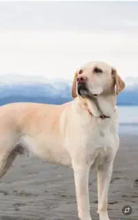 سگ پیداشده