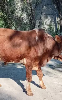 ورزا چالوسی