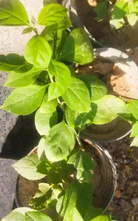 گل کاغذی  رنگ صورتی