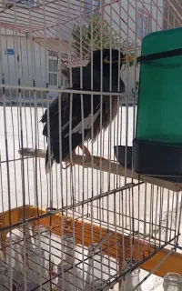 مینا نر کام سیاه اصیل سخنگو