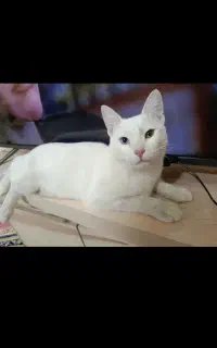 گربه خاص