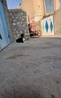 سگ قدرجونی