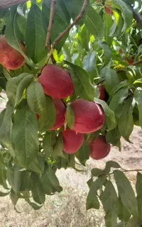 اجاره باغ شلیل مغانی زعفرانی