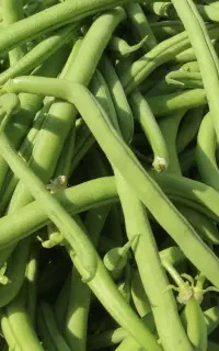 لوبیا سبز تازه80
