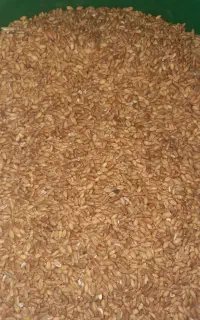 گندم