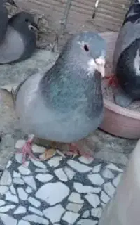 کبوتر دمگیر بدرنگ دمگیر
