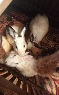 خرگوش 9 ماهس