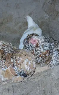 حیوانات