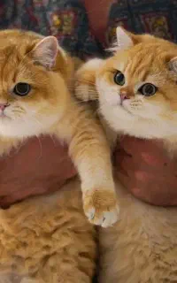 فروش گربه‌های ناز و اصیل